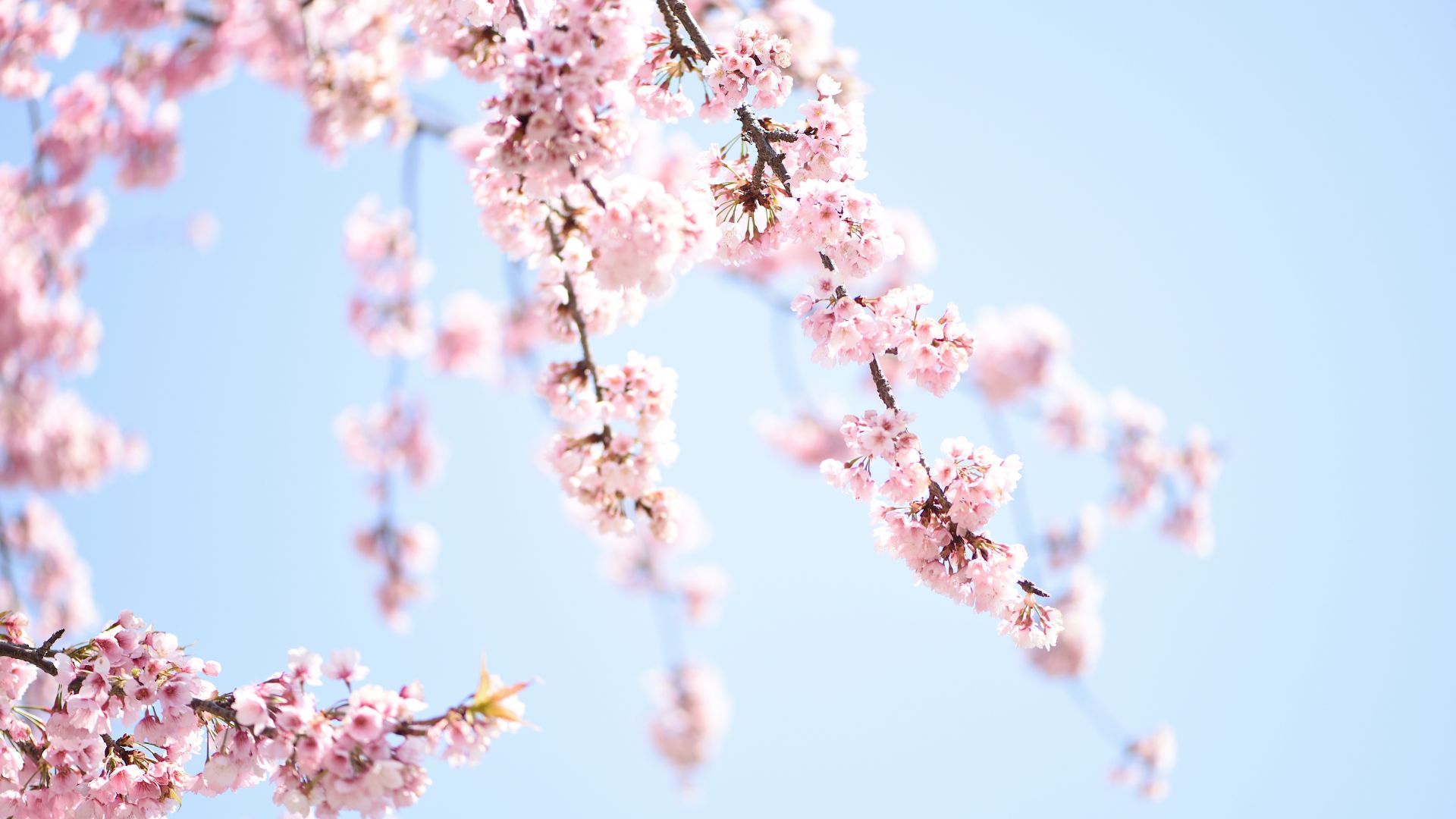 Alimentation Ayurveda